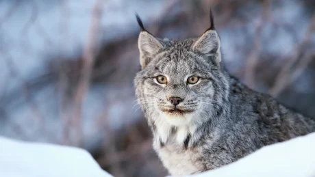canadian lynx